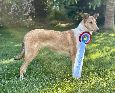 Caileag Lux IMG_0274 Caileag Lux IMG_0274